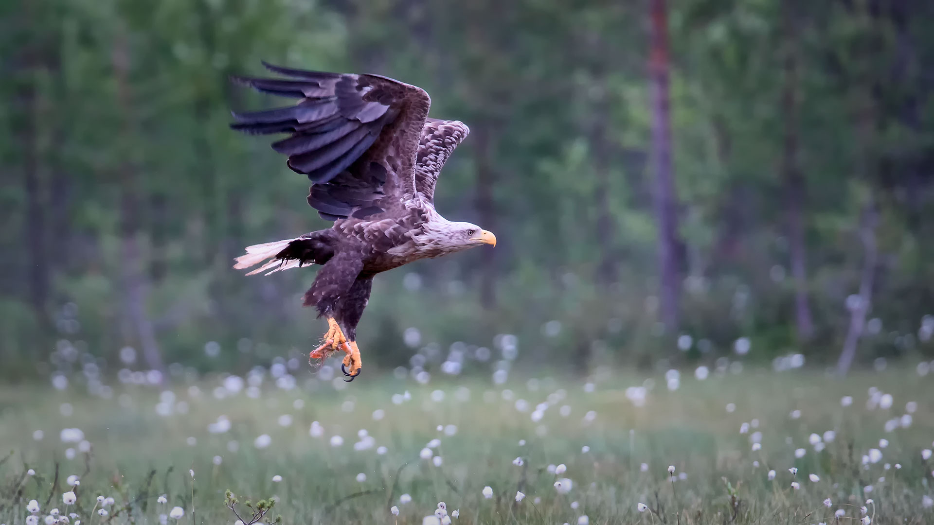 Seeadler: Inspiration für Corporate Design