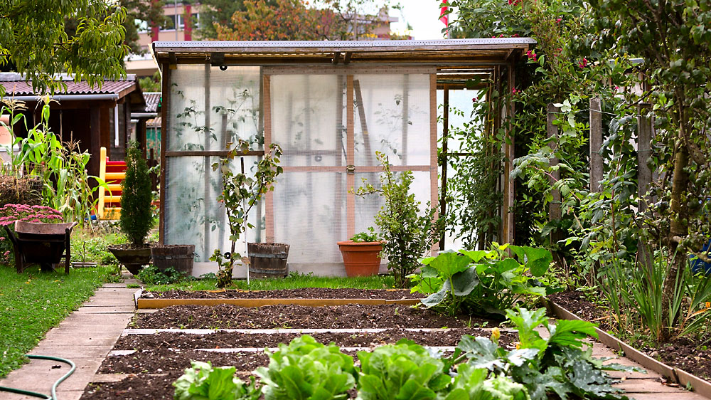 Familiengärten-Kläranlage-Telli in Aarau: Tomatenhaus